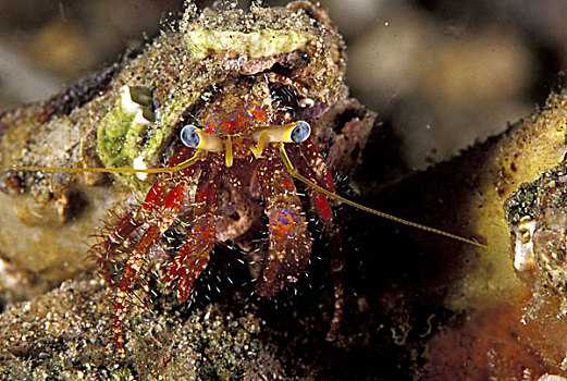 亚洲,巴布亚新几内亚,寄居蟹