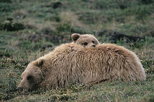 大灰熊,棕熊,休息,德纳利国家公园和自然保护区,阿拉斯加
