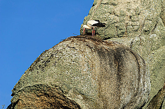 白鹳,鸟窝,岩石上,自然遗产,卡塞雷斯,埃斯特雷马杜拉,西班牙,欧洲