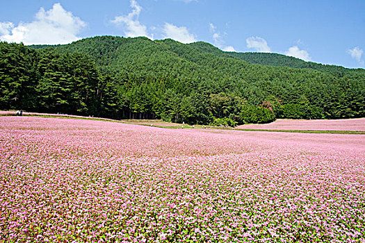 荞麦田,长野,日本,亚洲