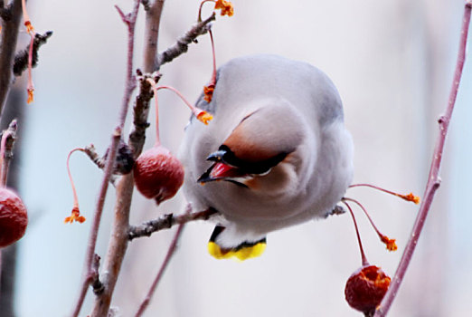 啄食山楂果的太平鸟