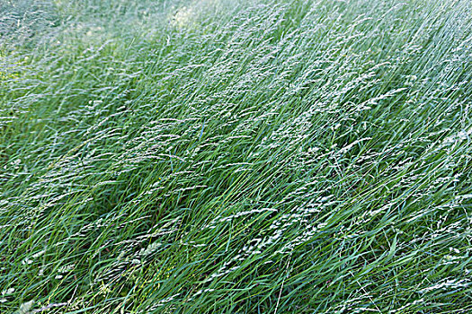 草芦苇被隔绝在白色背景
