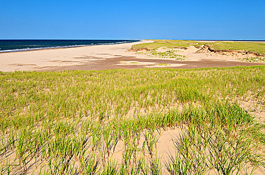 海滩,沙丘,草,帽,马格达伦群岛,魁北克,加拿大,北美