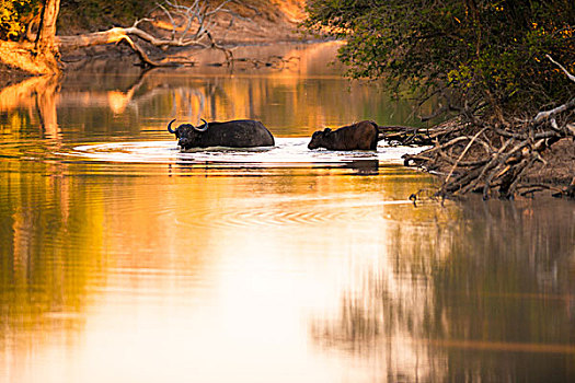 南非水牛,水中