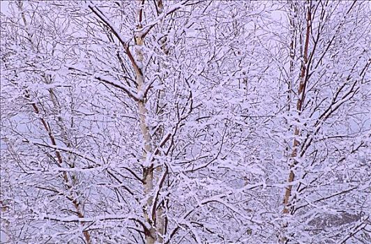 积雪,树,新布兰斯维克,加拿大