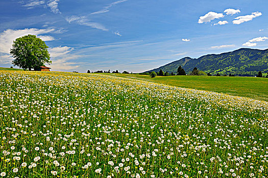 花,山毛榉树,斯瓦比亚,巴伐利亚,德国