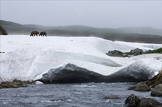棕熊,一对,走,上方,雪堤,堪察加半岛,俄罗斯