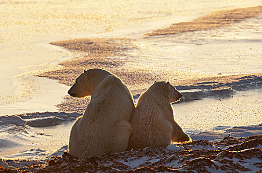 两个,北极熊,并排,雪原,曼尼托巴,日落