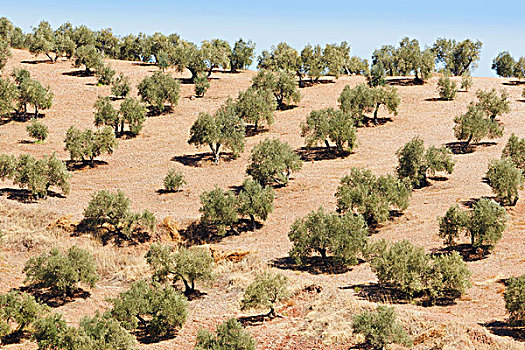 橄榄树,科多巴省,安达卢西亚,西班牙