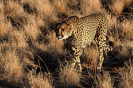 印度豹,靠近,基特曼斯胡普,纳米比亚,非洲