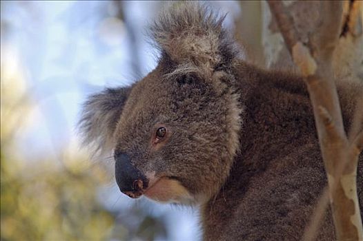 树袋熊,湾,袋鼠,岛屿,澳洲南部,澳大利亚