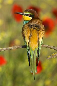 黄喉蜂虎,枝头,多尼亚纳国家公园,塞维利亚,西班牙