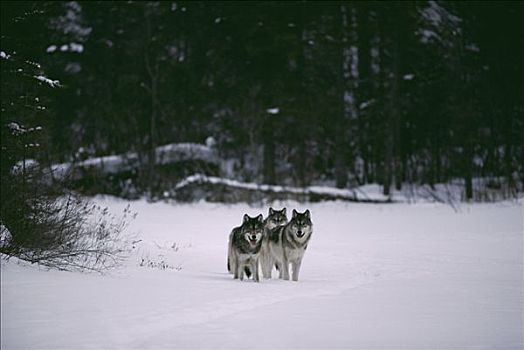 大灰狼,狼,三个,雪中,明尼苏达