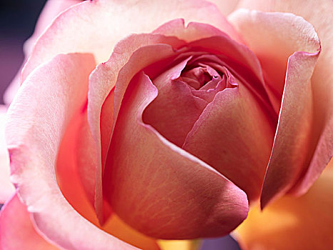 粉色,玫瑰,盛开