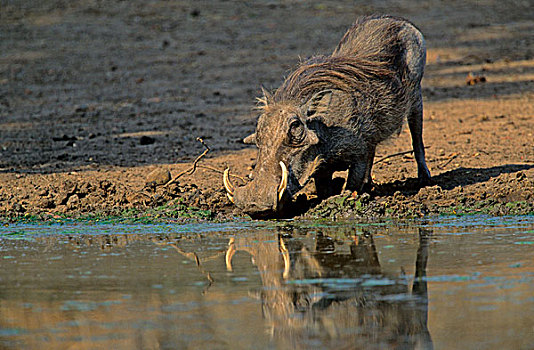 疣猪,大,克鲁格国家公园,南非,非洲