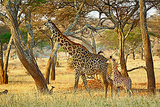 成年,女性,幼小,长颈鹿,马赛长颈鹿,塔兰吉雷国家公园,坦桑尼亚