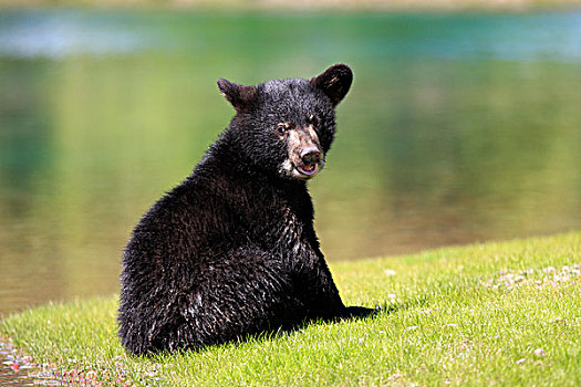 美洲黑熊,老,幼兽,坐,边缘,水,俘获,蒙大拿,美国