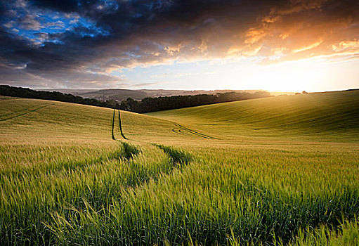 漂亮,夏天,风景,地点,小麦,作物,日落