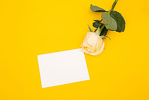 黄色背景上的一张卡片和一支黄玫瑰