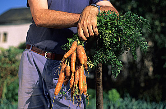 园丁,拿着,束,胡萝卜