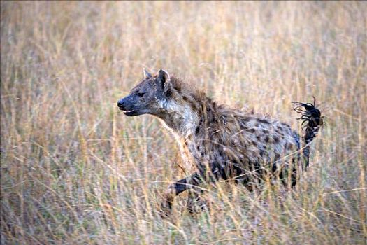 斑鬣狗,跑,亮光,白天,肯尼亚,东非