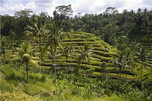 巴厘岛,稻田