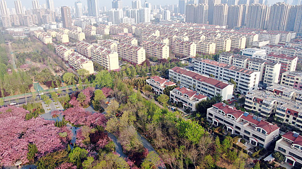 山东省日照市,浪漫樱花进入盛花期,粉色花海魅力无限成市民网红打卡地