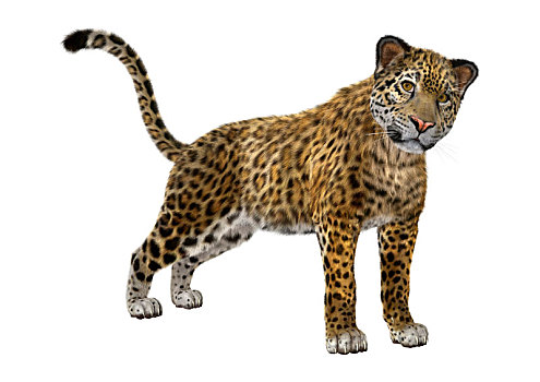 大型猫科动物,美洲虎,白色背景