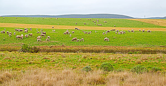 模糊,南非,农作物,陆地,灌木,绵羊,靠近,山