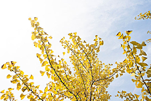 秋天银杏树枝条树叶