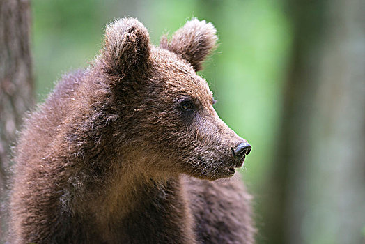 棕熊,小动物,树林,头像,地方公园,斯洛文尼亚,欧洲