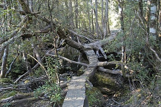 木板,走,树,松树,山谷,奥弗兰,摇篮山,国家公园,塔斯马尼亚,澳大利亚