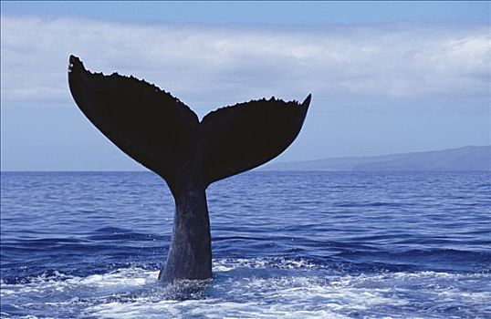 驼背鲸,大翅鲸属,鲸鱼,尾部,毛伊岛,夏威夷,提示,照相