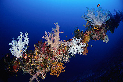 珊瑚,线缆,塞舌尔