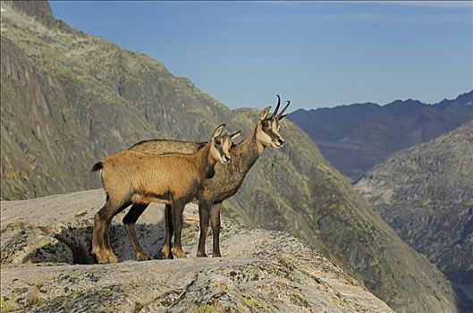 岩羚羊,臆羚,站立,石台,伯恩,瑞士