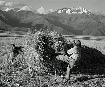 秘鲁,乌鲁班巴河谷,农民,干草,驴