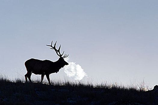 麋鹿,鹿属,鹿,雄性动物,呼吸,国家,野牛,蒙大拿