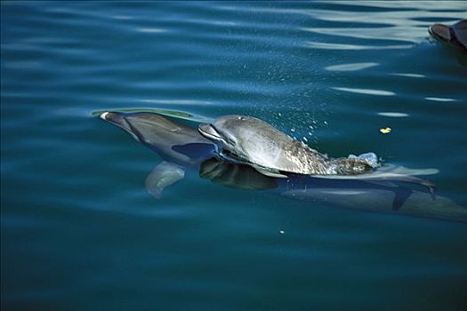 宽吻海豚,幼仔,加勒比海