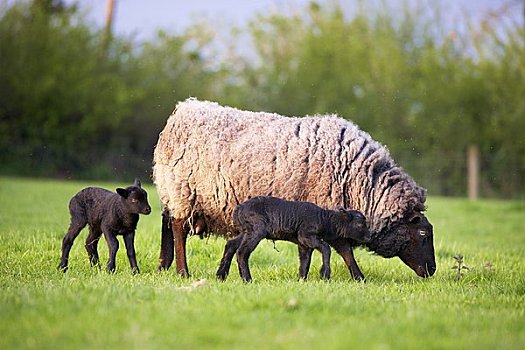 母兽,设得兰群岛,绵羊,羊羔,德文郡,英格兰