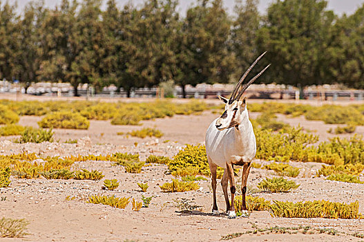 濒危,阿拉伯,长角羚羊,迪拜,沙漠,环境保护,自然保护区,阿联酋