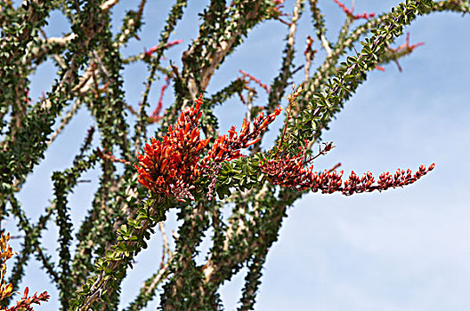 加利福尼亚,墨西哥刺木,约书亚树国家公园