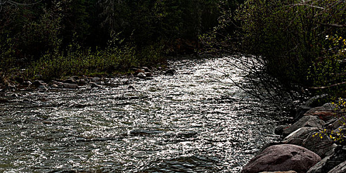 河流,流动,树林,碧玉国家公园,艾伯塔省,加拿大