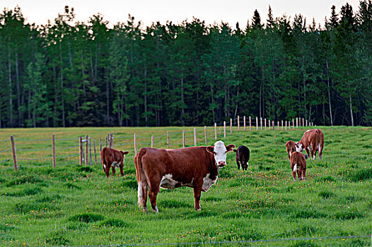 牛,放牧,草场,北方,艾伯塔省,加拿大