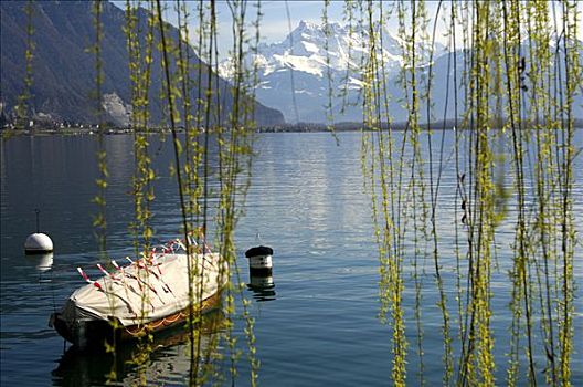 春天,日内瓦湖,凹,沃州,瑞士