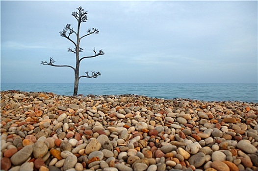 龙舌兰,树,石头,海滩