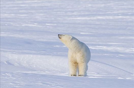 成年,北极熊,母熊,窝,气味,头部,室外,海冰,猎捕,海豹,北极,海岸