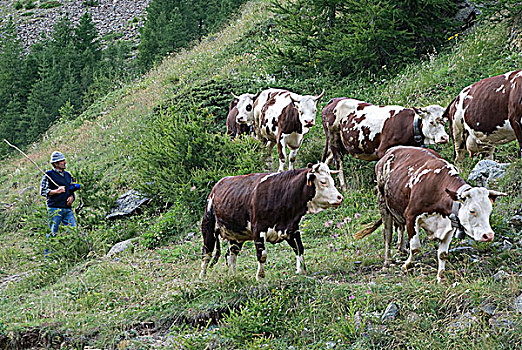 瑞士,瓦莱,牧群,母牛