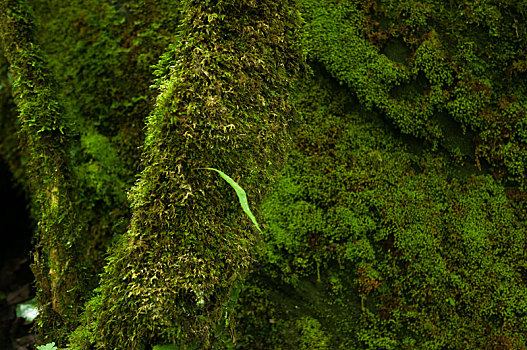 生长旺盛的苔藓植物