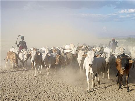 牛,干燥,尘土,奥莫河,一个,部落,人,生活方式,埃塞俄比亚西南部,形态,局部