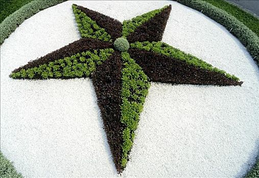 大,星,绿色,植物,白色,公园,艾米利亚-罗马涅大区,意大利,欧洲